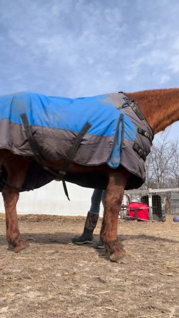 When the weather is nice enough for the blanket to come OFF of our oldest farm friend. 🥰🥰🥰 #dance #warmth #farmsofinstagram #standardbred