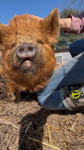 Warm days mean the ground is ready for rooting!! Time for our destructive duo to start doing what they do best in the pig pen! #pigproblems #rootingforyou #farmday #pigstagram