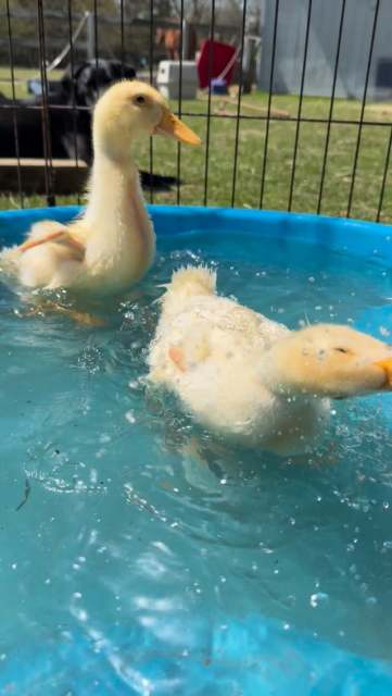 Can you spy the newest tiny additions on the farm!? 🦆 #farmlifenj #ducklings #babyanimals #springnj
