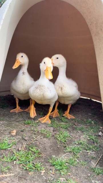 We officially have ducks over here! This was not planned at all, but someone was desperately trying to find a better home for them so we said yes to be that home. Still deciding on names, but these three are having a blast learning about life in their litttle dirty pond we made for them. 🥰 #duckduckgoose #ducklife #farmlife #ducklingsofinstagram