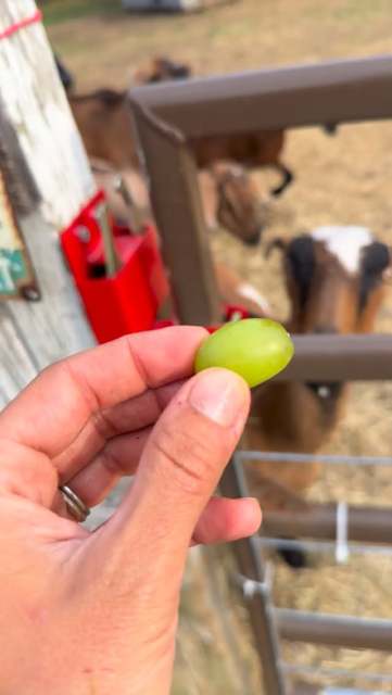 It’s always fun seeing what new treats the goats enjoy. 😋 I think it’s safe to say they liked grapes! Excited to see everyone when we get home. 🥰 #densfarmfriends #animallover #goatlady #goatsofig
