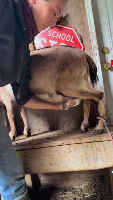 Things I wasn’t expecting to do in 2026….start milking my goat bc I had to. Since Gemma only had one baby we want to make sure that since baby is favoring one side the other side gets some relief! This helps avoid the chances of her getting mastitis. ✅ another task added to the list. 🤣 #farmlife #goatproblems #goatmilk #momlife