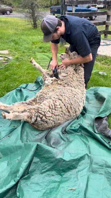 Another year another shear. 🐑 #sheep #shear #farmlife #densfarmfriends