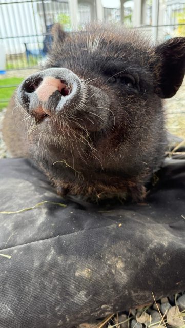 Just told Booty her video went viral….she was unimpressed and more focused on nesting. #piglife #pigsofinstagram #meetbooty #farmliving