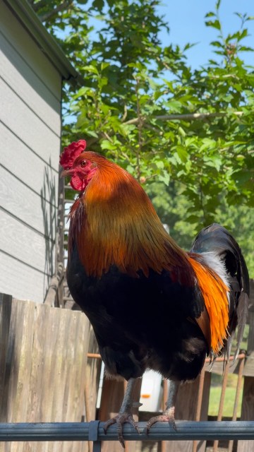 Finally captured Kelloggs in action! #cockadoodledoo #rooster #densfarmfriends #animals_captures #love