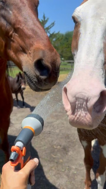 Preparing for the documentary on how the heck we are surviving this hot weather! The answer is fresh water, shade, industrial fans and more fresh water. #densfarmfriends #farmliving #summer #heatwave