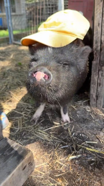 Oh booty….you always keep us on our toes. Enjoy the moments of chaos this girl has brought to us since day one. #pigproblems #mondayvibe #densfarmfriends #crazyanimals