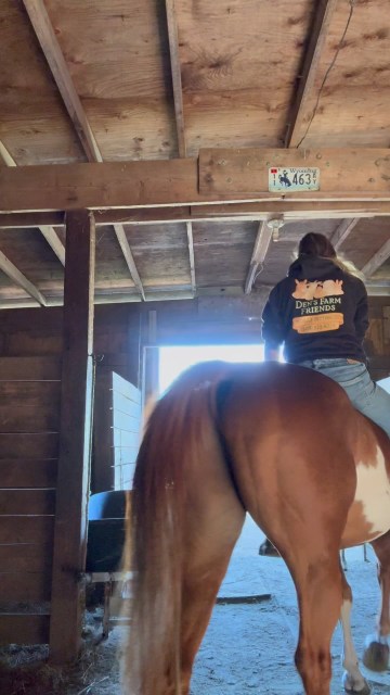 Never letting me clean in peace this guy….😅 #horseproblems #densfarmfriends #blessed