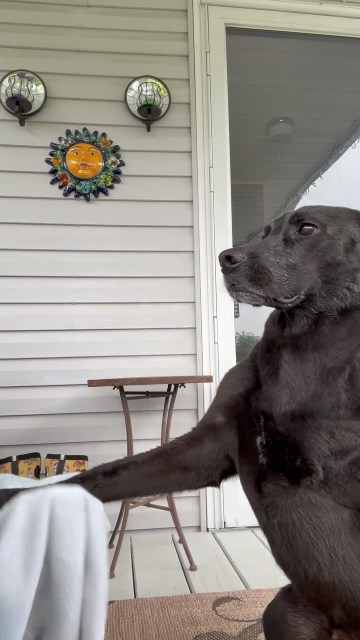 Drying off from being out on rainy days! #moose #dog #frog #densfarmfriends