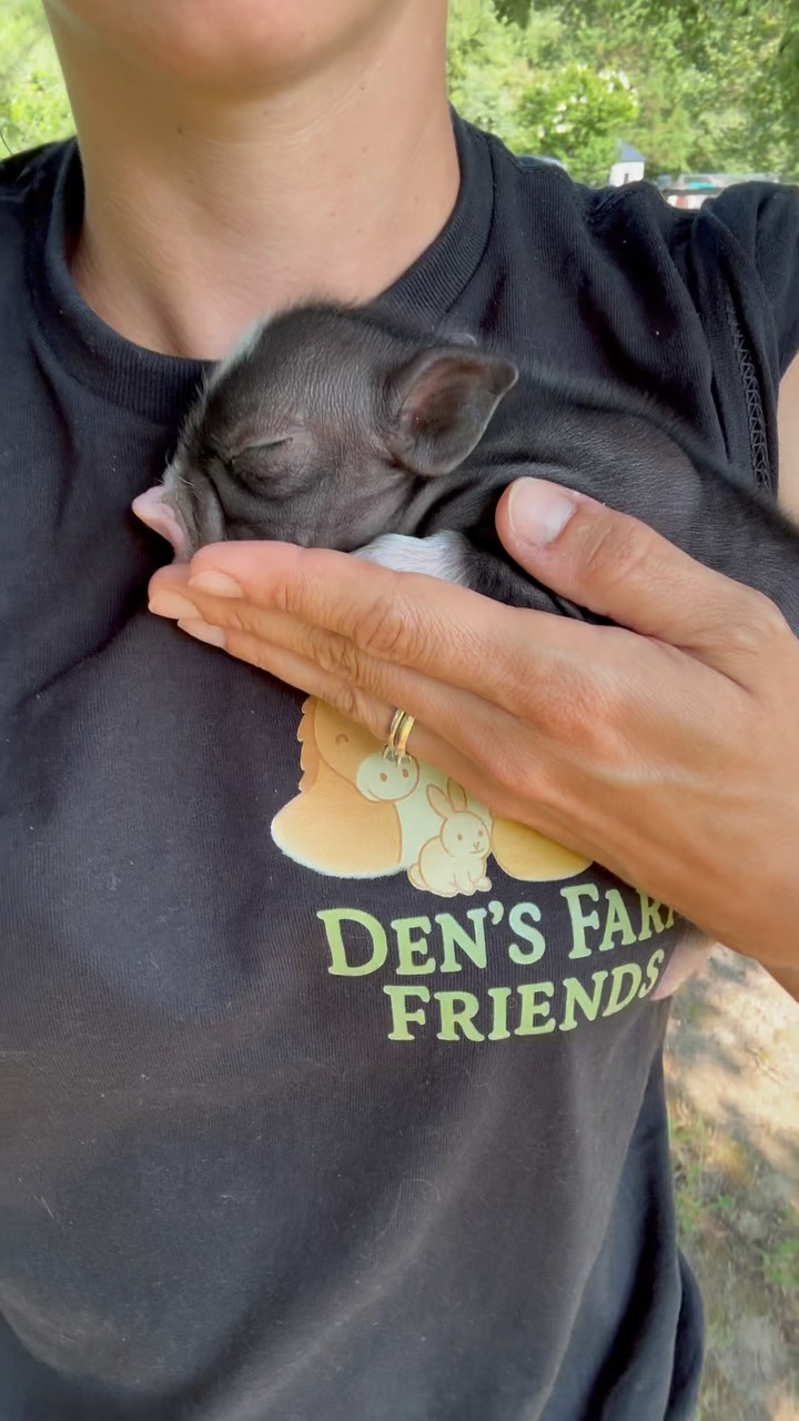 It’s official, we have had two months of GEORGE and this is how much we have seen him grow! He has brought so much spunk, drama, and joy to our farm and to events in his short time with us so far. 🥰 #piglet #pigstagram #densfarmfriends #piglife
