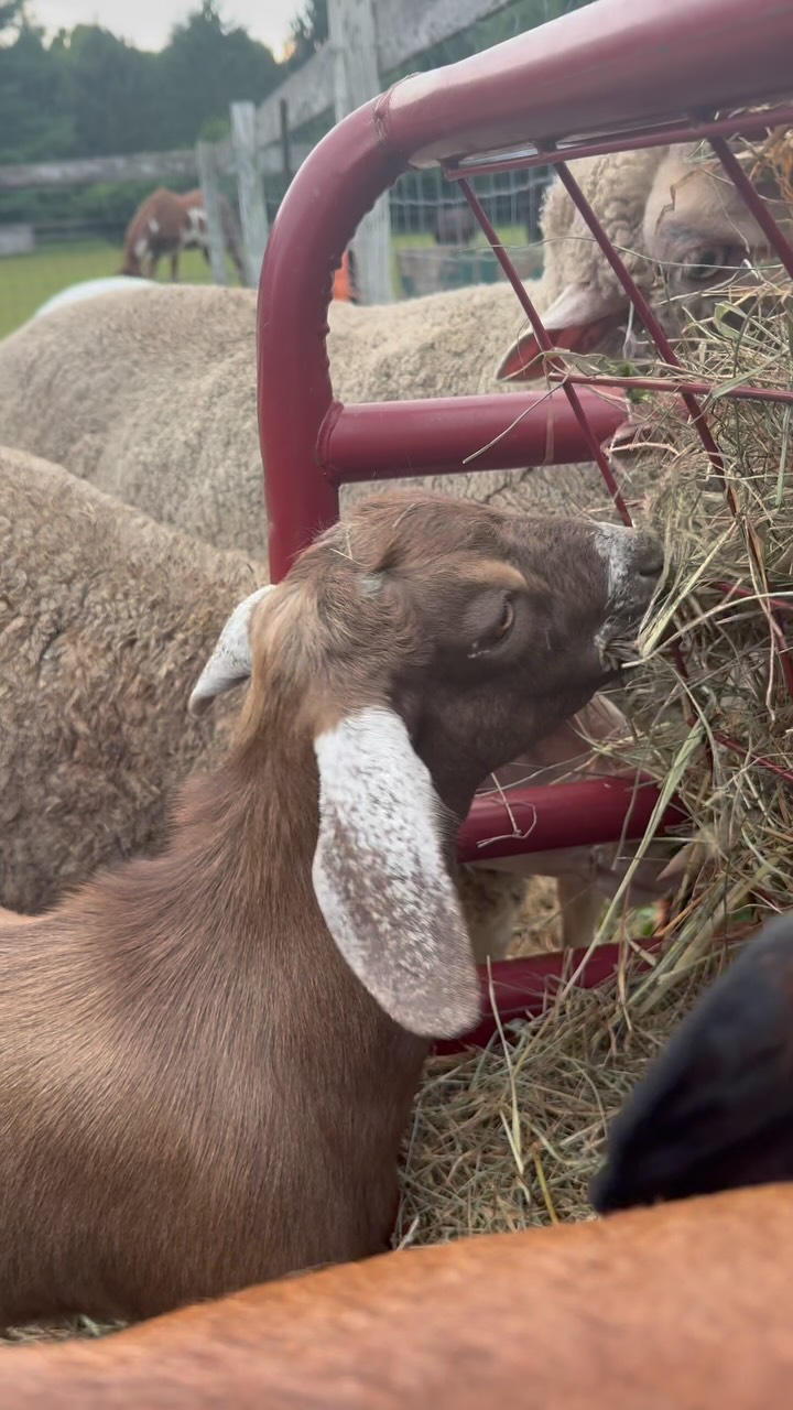 Misty morning munches from our happy and spoiled goaties. 🥰 #munch #goatloversanonymous #densfarmfriends #countryliving