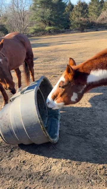 The Apache food chronicles continue….he’s seriously fighting for his life out here. 🤤 #hungergames #farmlife #horseproblems